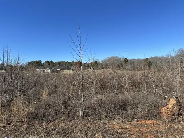 Overgrown lot before clearing