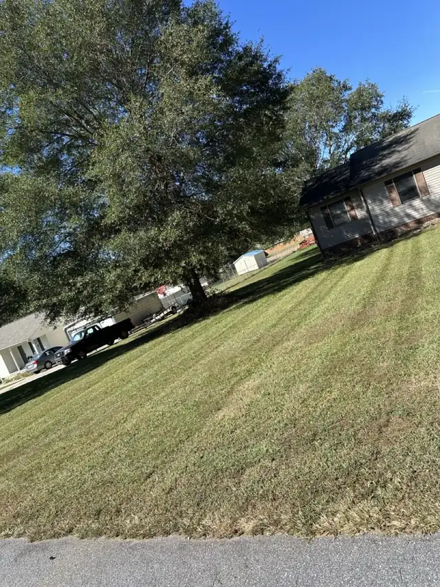 Mowed lawn under tall trees