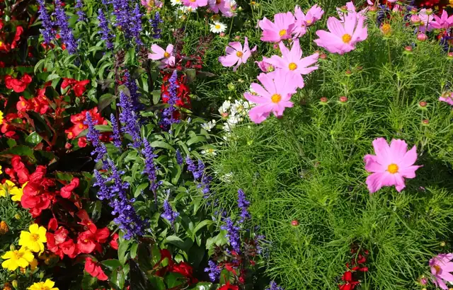 Pink cosmos flowers in a garden bed