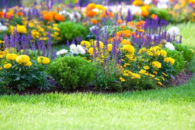 Multicolored flower bed on a lawn