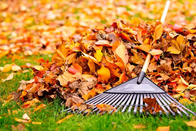 Fall leaves with a rake