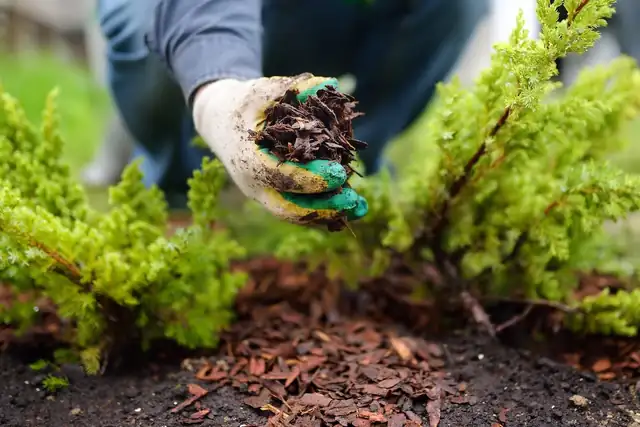 Gardener spreading pine bark mulch around juniper plants