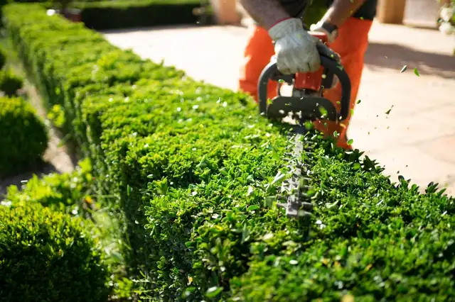 Hedge trimmer shaping a shrub